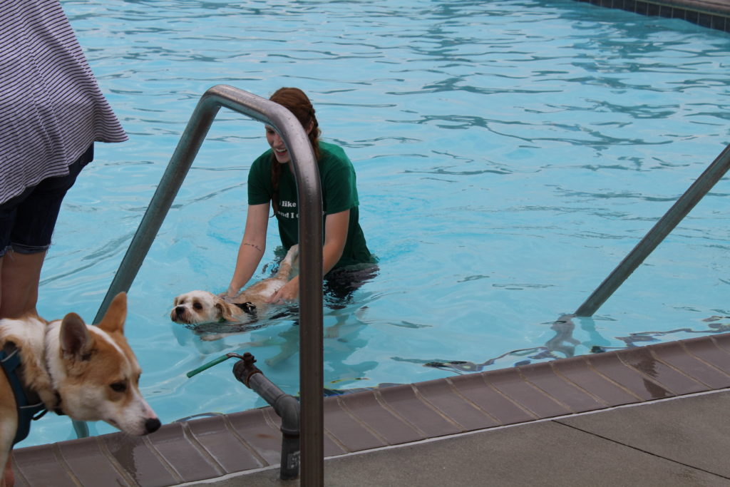 Drool in the Pool – Wards on the Move